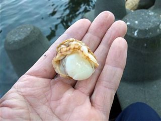 手長エビ釣りのエサで一番釣れるのは