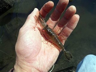 2016年度２回目のテナガエビ釣り 多摩川大橋 川崎側