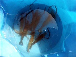 18年３回目の多摩川テナガエビ釣り やっぱりエサは赤虫 の巻