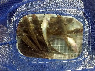 18年31回めのハゼ穴釣り 新しい仕掛けにて