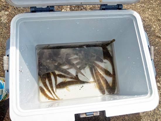 年夏シーズン10回めのハゼ釣りは釣れないな