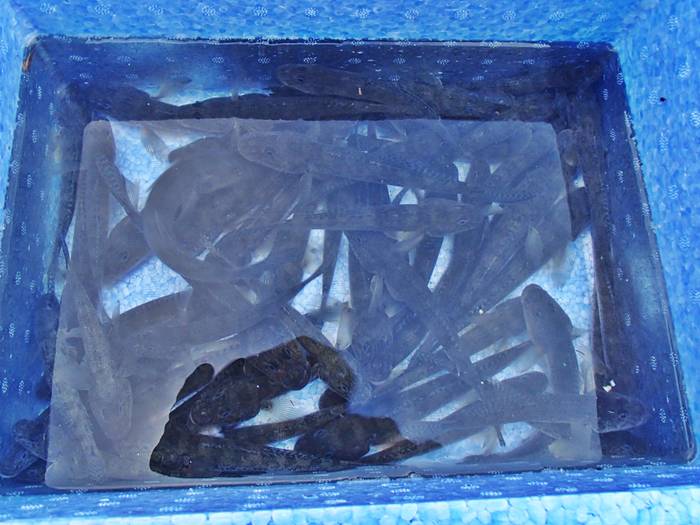 2025N28ڂ̓n[ނ͖ނ肪C}C`c