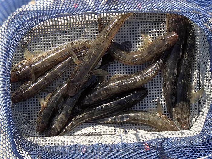 2025N29ڂ̓n[ނ̓V[Y̌ނ