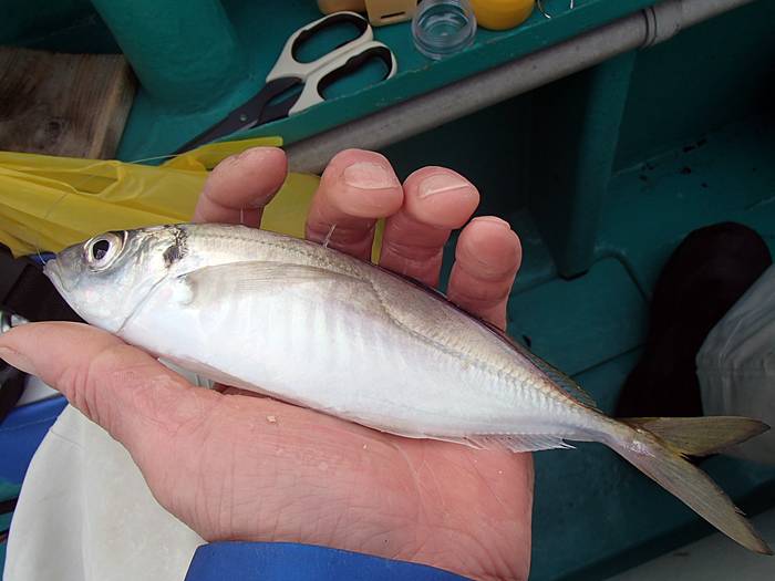 2025N7ڂ̓prVAWނ͒ނȂȂc