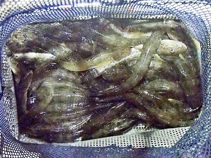 2025�N32��ڂ̓����n�[�ނ�͍��N���X�g�I