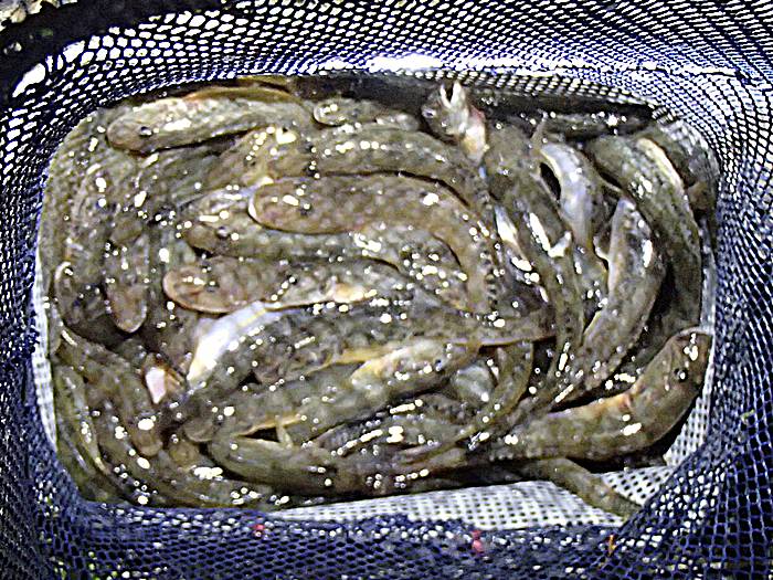 2025�N33��ڂ̓����n�[�ނ��2026�N�ŏ��̃n�[�ނ�